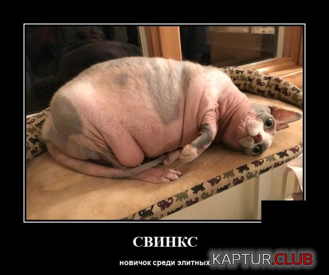 204821_10_trinixy_ru.jpg | Рено Каптур Клуб Россия | Форум KAPTUR.SU