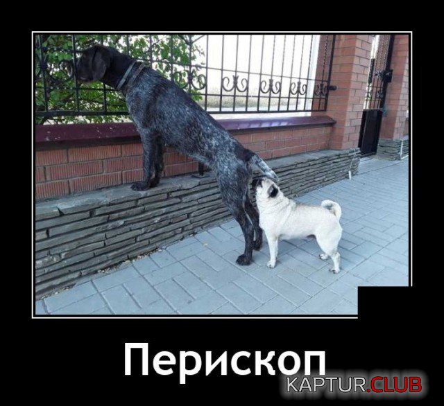 204906_10_trinixy_ru.jpg | Рено Каптур Клуб Россия | Форум KAPTUR.SU