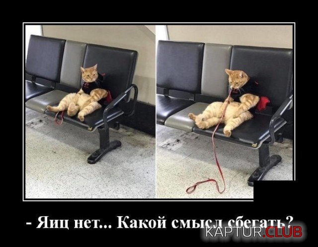 205547_11_trinixy_ru.jpg | Рено Каптур Клуб Россия | Форум KAPTUR.SU