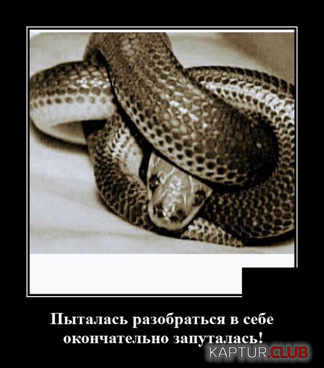 205701_9_trinixy_ru.jpg | Рено Каптур Клуб Россия | Форум KAPTUR.SU