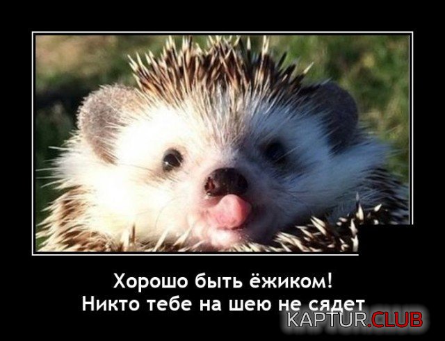 205774_7_trinixy_ru.jpg | Рено Каптур Клуб Россия | Форум KAPTUR.SU