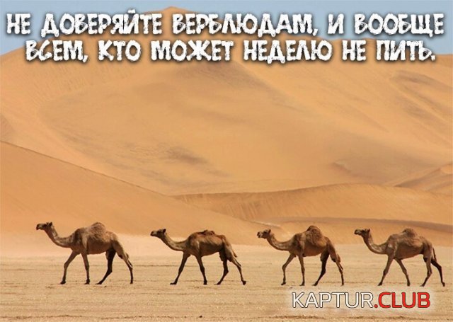 207117_6_trinixy_ru.jpg | Рено Каптур Клуб Россия | Форум KAPTUR.SU