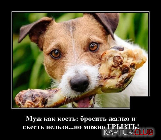 207222_12_trinixy_ru.jpg | Рено Каптур Клуб Россия | Форум KAPTUR.SU
