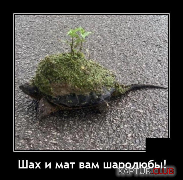 207285_20_trinixy_ru.jpg | Рено Каптур Клуб Россия | Форум KAPTUR.SU