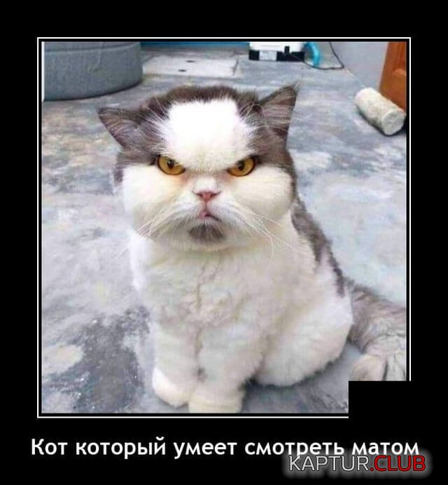 209034_10_trinixy_ru.jpg | Рено Каптур Клуб Россия | Форум KAPTUR.SU
