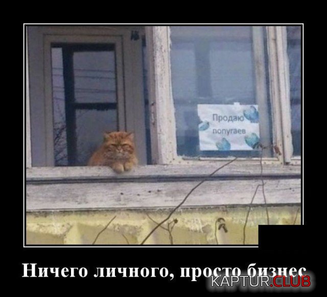 209558_2_trinixy_ru.jpg | Рено Каптур Клуб Россия | Форум KAPTUR.SU