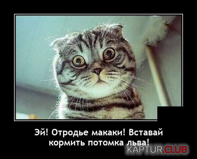 209734_10_trinixy_ru.jpg | Рено Каптур Клуб Россия | Форум KAPTUR.SU