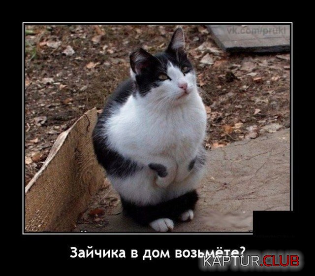209835_8_trinixy_ru.jpg | Рено Каптур Клуб Россия | Форум KAPTUR.SU