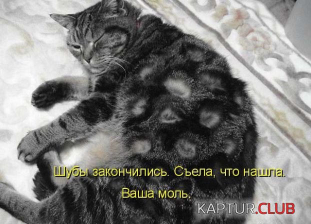 20e490ed9c4f478051680b673f059268.jpg | Рено Каптур Клуб Россия | Форум KAPTUR.SU