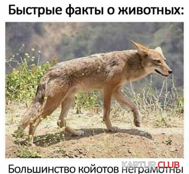 210512_17_trinixy_ru.jpg | Рено Каптур Клуб Россия | Форум KAPTUR.SU