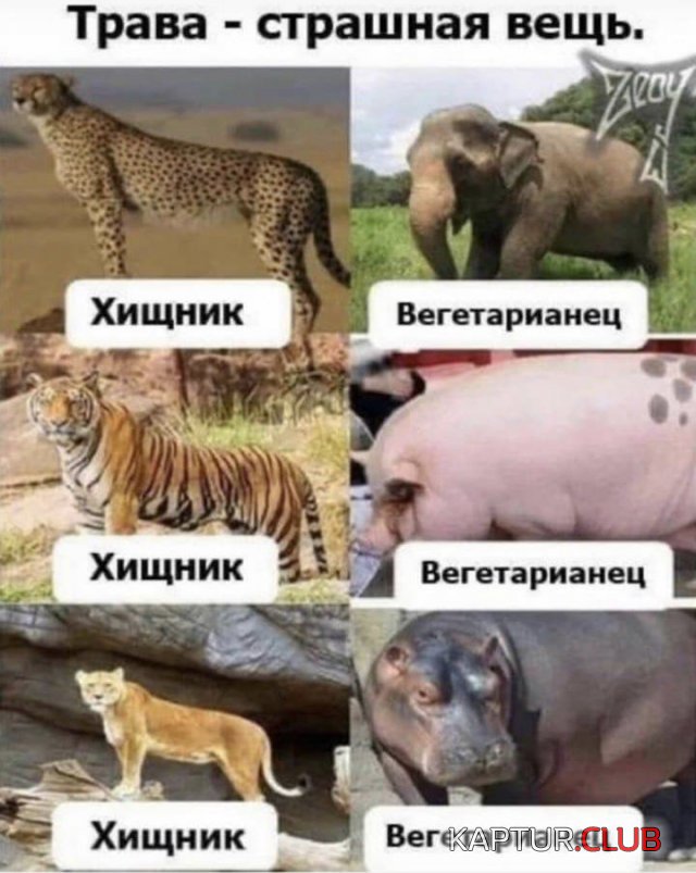 211067_13_trinixy_ru.jpg | Рено Каптур Клуб Россия | Форум KAPTUR.SU