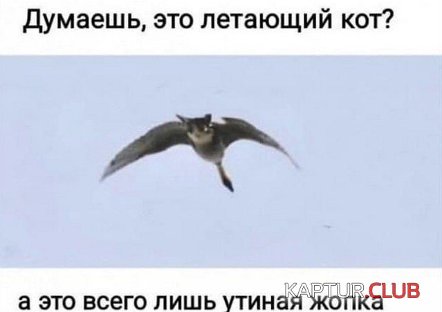 211520_5_trinixy_ru.jpg | Рено Каптур Клуб Россия | Форум KAPTUR.SU