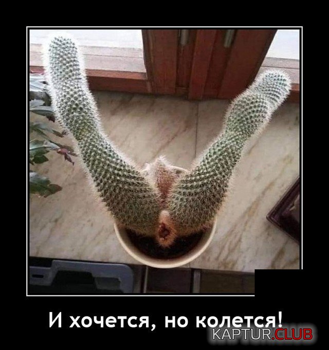215741_11_trinixy_ru.jpg | Рено Каптур Клуб Россия | Форум KAPTUR.SU