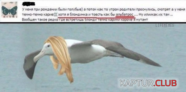 22.png | Рено Каптур Клуб Россия | Форум KAPTUR.SU