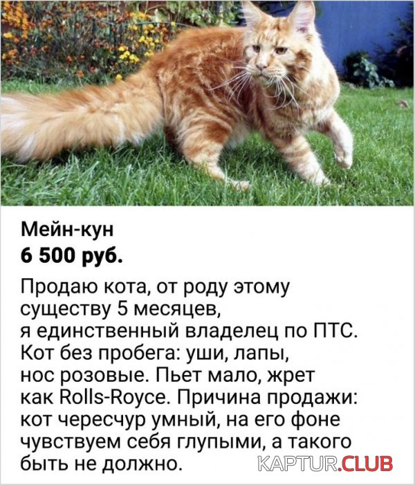 220052_8_trinixy_ru.jpg | Рено Каптур Клуб Россия | Форум KAPTUR.SU