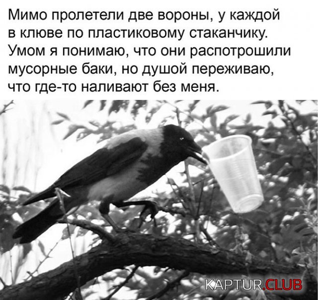 223888_13_trinixy_ru.jpg | Рено Каптур Клуб Россия | Форум KAPTUR.SU