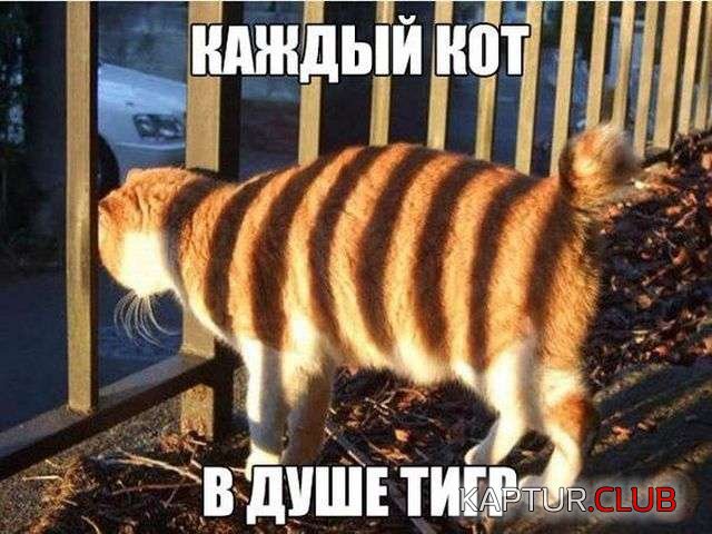 226d262f5ec67585a0db4380693.jpg | Рено Каптур Клуб Россия | Форум KAPTUR.SU