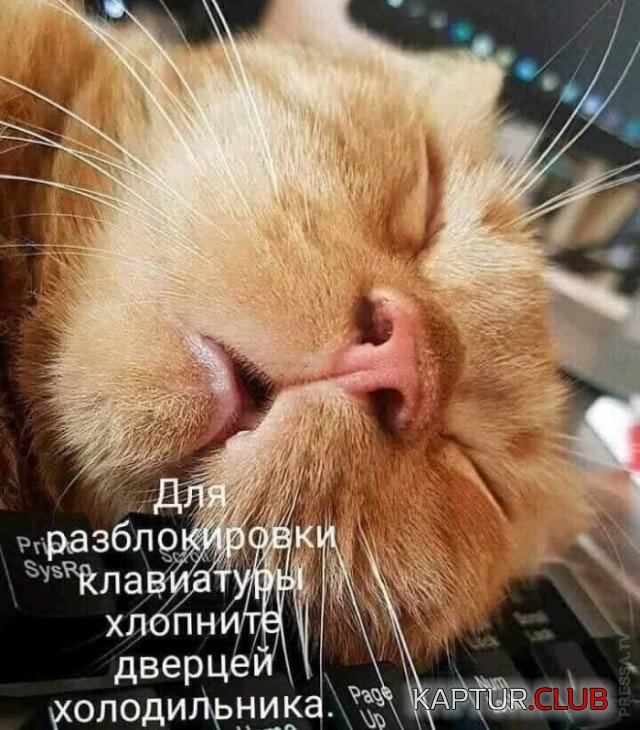 2319.jpg | Рено Каптур Клуб Россия | Форум KAPTUR.SU