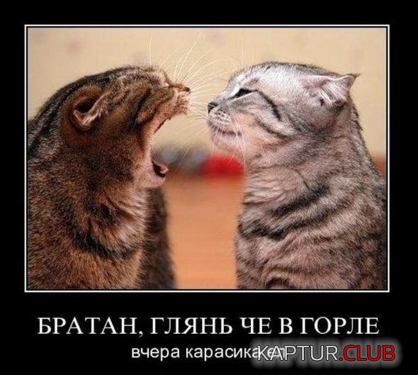 23195c72ac1aa9def8def6a474b_prev.jpg | Рено Каптур Клуб Россия | Форум KAPTUR.SU