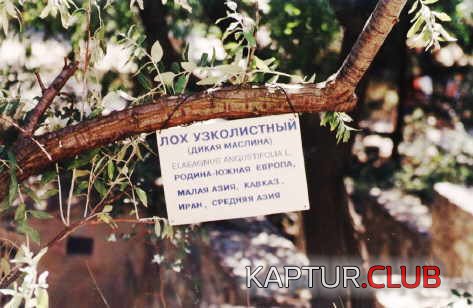 2323.jpg | Рено Каптур Клуб Россия | Форум KAPTUR.SU