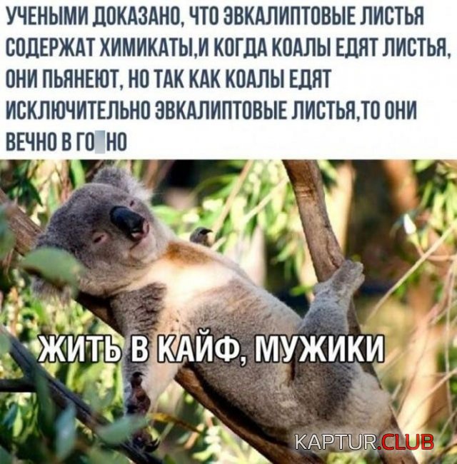 234304_9_trinixy_ru.jpg | Рено Каптур Клуб Россия | Форум KAPTUR.SU