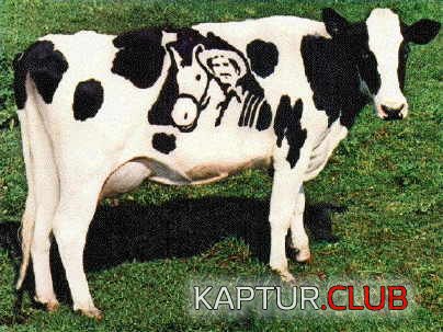 2347.jpg | Рено Каптур Клуб Россия | Форум KAPTUR.SU