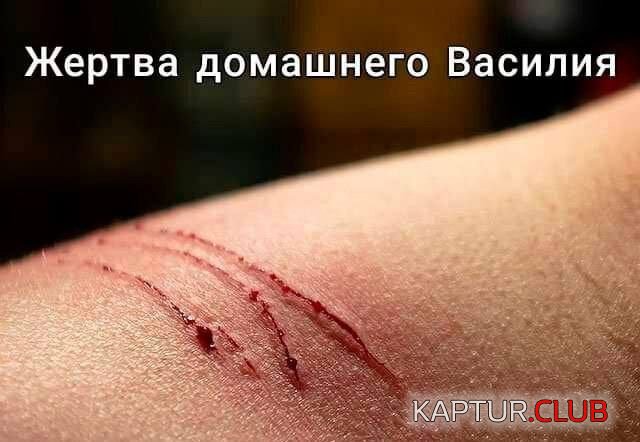 234792_2_trinixy_ru.jpg | Рено Каптур Клуб Россия | Форум KAPTUR.SU