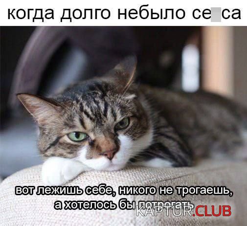 236864_9_trinixy_ru.jpg | Рено Каптур Клуб Россия | Форум KAPTUR.SU