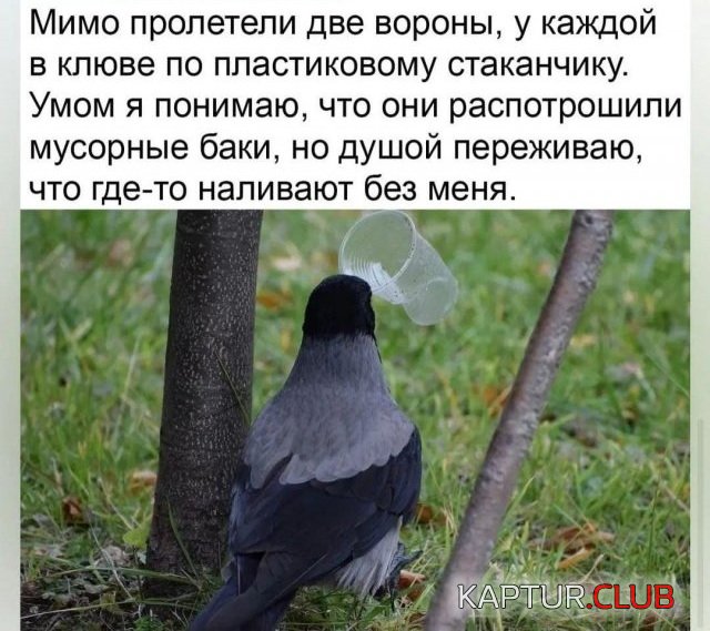 237266_5_trinixy_ru.jpg | Рено Каптур Клуб Россия | Форум KAPTUR.SU