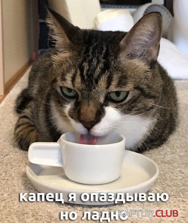 238584_3_trinixy_ru.jpg | Рено Каптур Клуб Россия | Форум KAPTUR.SU