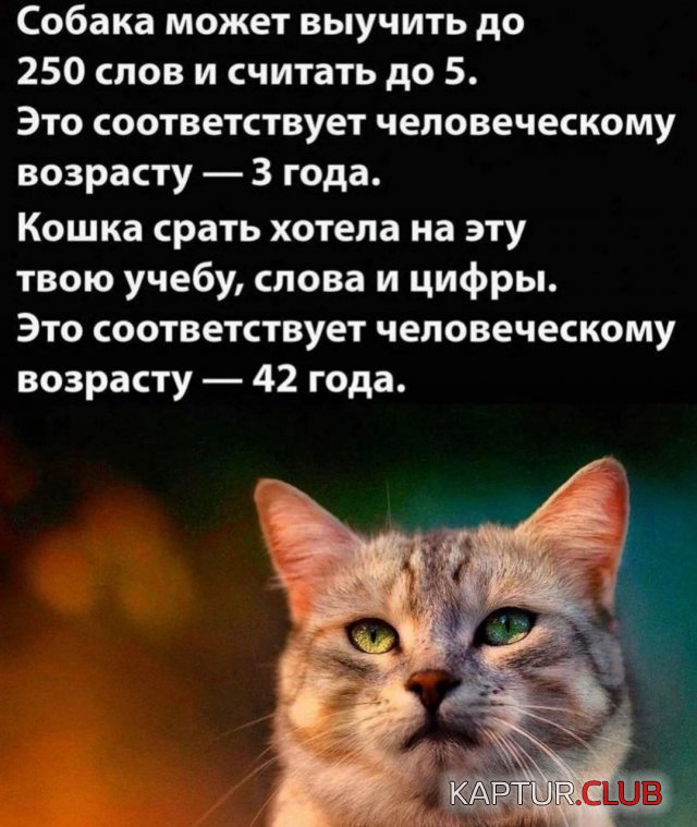 238927_5_trinixy_ru.jpg | Рено Каптур Клуб Россия | Форум KAPTUR.SU