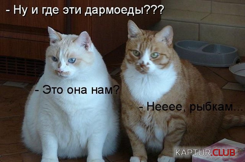 23a5e5f89b3b7d68084ab8fcd9f.jpg | Рено Каптур Клуб Россия | Форум KAPTUR.SU