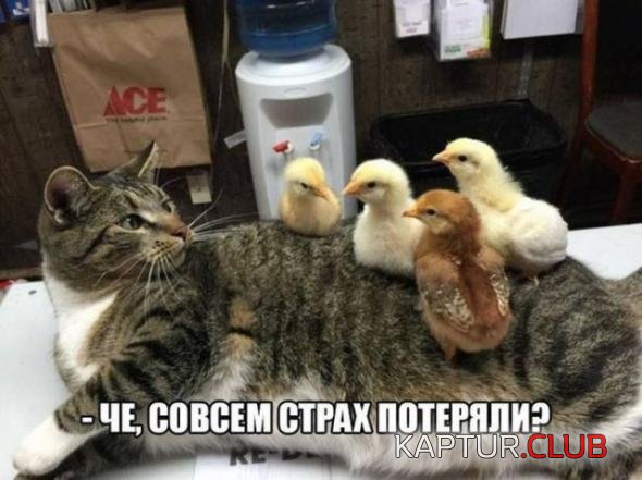 247dd02f7e735cd691458b1ded5_prev.jpg | Рено Каптур Клуб Россия | Форум KAPTUR.SU