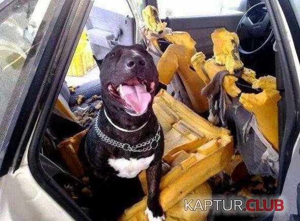 2496f24841ce49872e9112a9359_prev.jpg | Рено Каптур Клуб Россия | Форум KAPTUR.SU