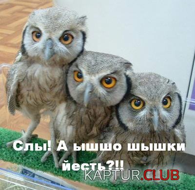 257164132.jpg | Рено Каптур Клуб Россия | Форум KAPTUR.SU