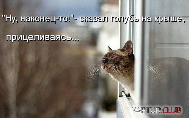 2610d60c397c43ecce89250b932.jpg | Рено Каптур Клуб Россия | Форум KAPTUR.SU