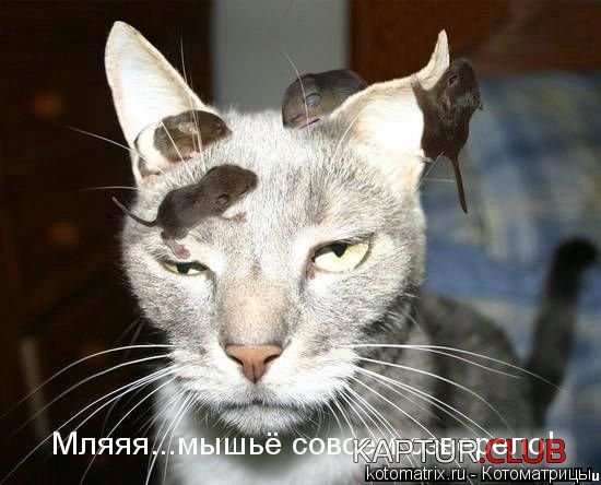 26843c18cd7d31cd00de5db4f018b8d2_full.jpg | Рено Каптур Клуб Россия | Форум KAPTUR.SU