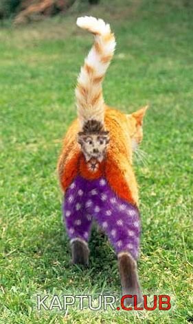 2710CAT.JPG | Рено Каптур Клуб Россия | Форум KAPTUR.SU