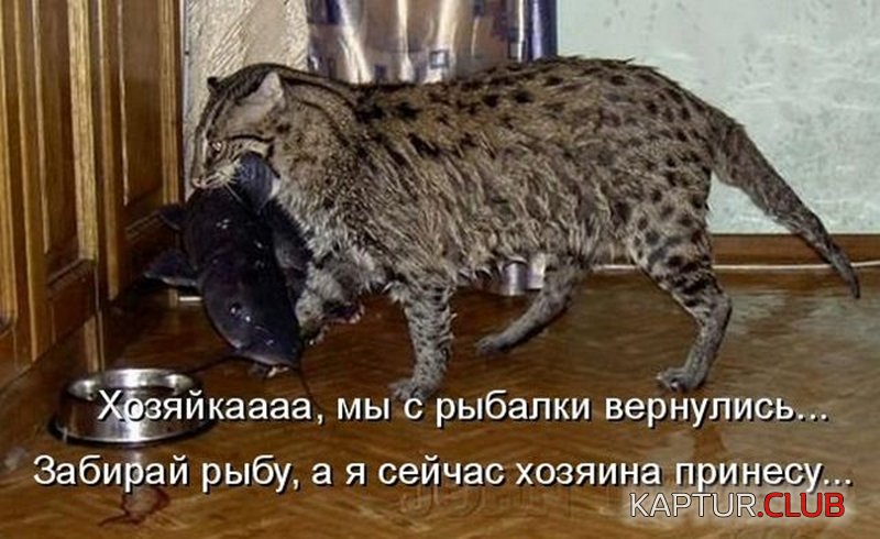 28b5dcf8fad7dff60321fc17181.jpg | Рено Каптур Клуб Россия | Форум KAPTUR.SU