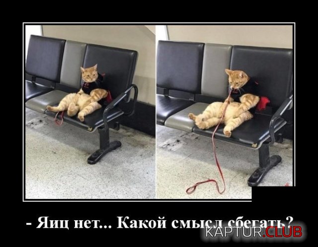 2905.jpg | Рено Каптур Клуб Россия | Форум KAPTUR.SU