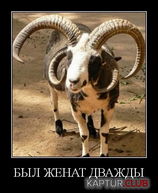 2ad110968079cef96a01060447c.jpg | Рено Каптур Клуб Россия | Форум KAPTUR.SU