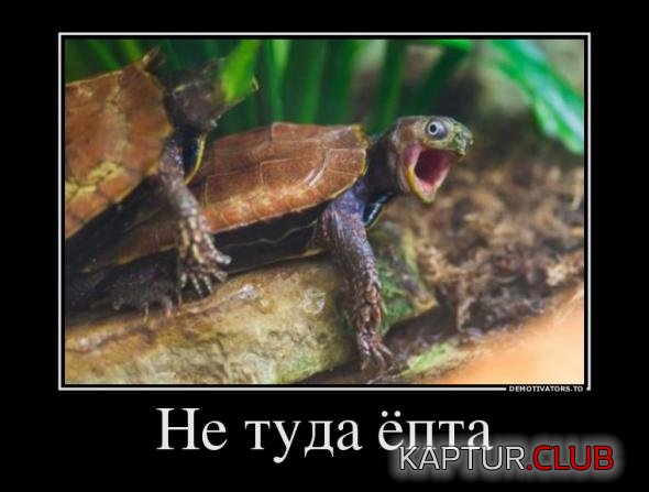 2f69c006849925426b924314c5f_prev.jpg | Рено Каптур Клуб Россия | Форум KAPTUR.SU
