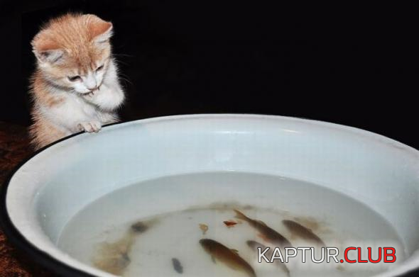 3.png | Рено Каптур Клуб Россия | Форум KAPTUR.SU