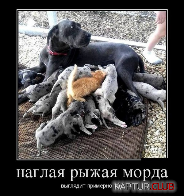3.png | Рено Каптур Клуб Россия | Форум KAPTUR.SU