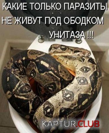 30913384209fb17531da0ba491464400_full.jpg | Рено Каптур Клуб Россия | Форум KAPTUR.SU