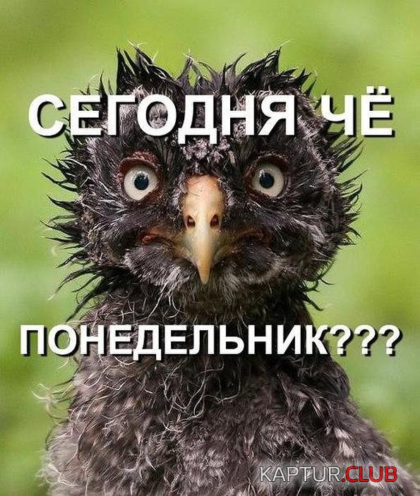 3121918_8ee47720b492d7eca7f1eb43f64bc146_800.jpg | Рено Каптур Клуб Россия | Форум KAPTUR.SU
