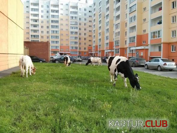32a21d78e06ef015a6b73a58cbd_prev.jpg | Рено Каптур Клуб Россия | Форум KAPTUR.SU