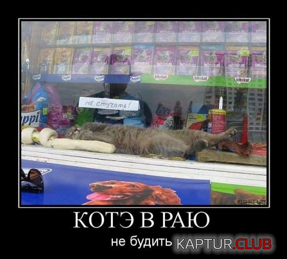 32e3d1bd15bfbb9120d2a9e85a2_prev.jpg | Рено Каптур Клуб Россия | Форум KAPTUR.SU