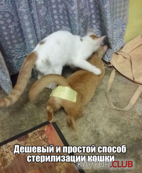 335e39cd40f7b983f1aa72eac07.jpg | Рено Каптур Клуб Россия | Форум KAPTUR.SU