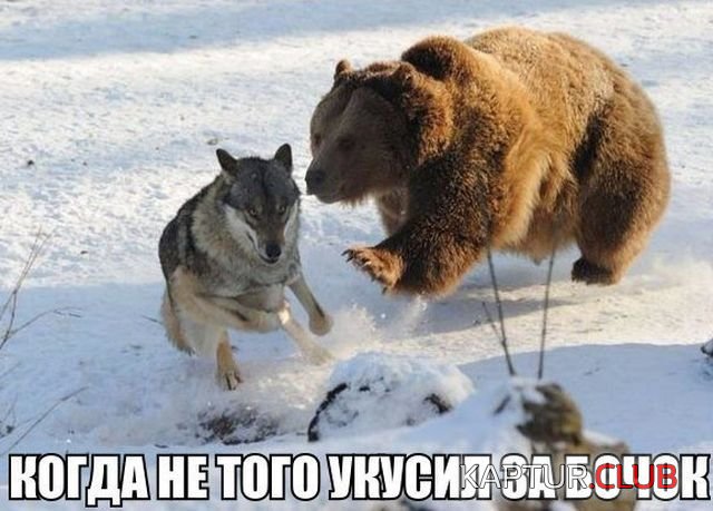 3395316621e8270ad8068a64ba9.jpg | Рено Каптур Клуб Россия | Форум KAPTUR.SU